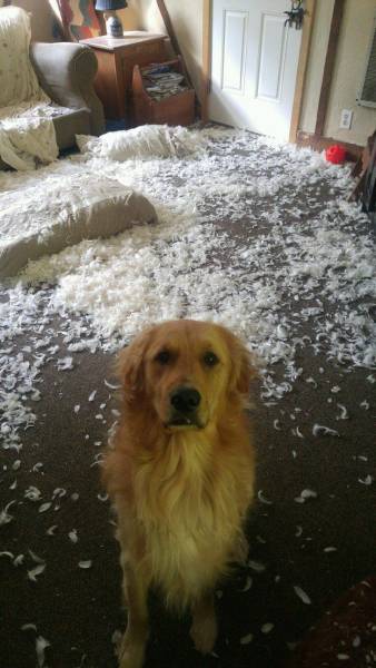Daily Picdump