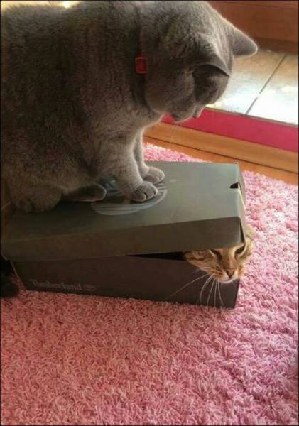 Content Image