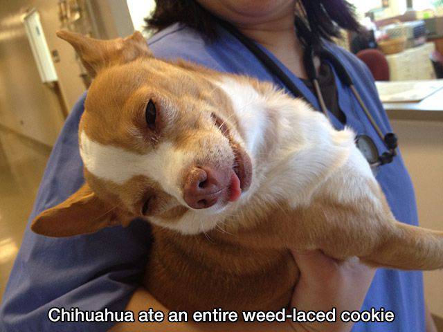 Daily Picdump