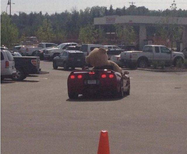 Daily Picdump
