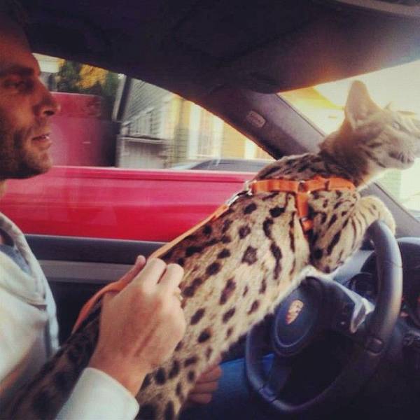 Content Image