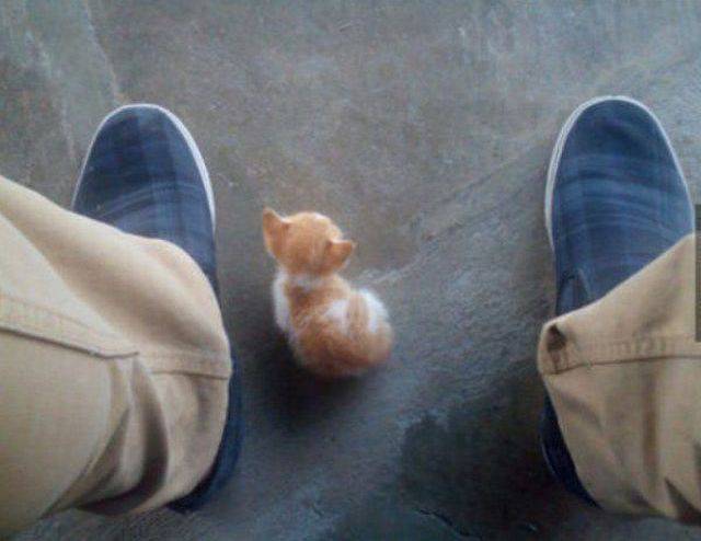 Content Image
