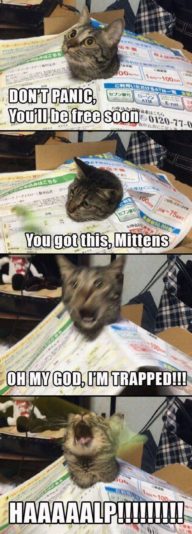 Content Image