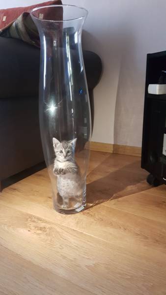 Content Image
