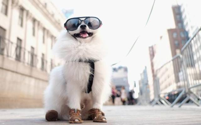 Daily Picdump