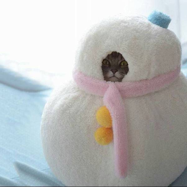 Content Image