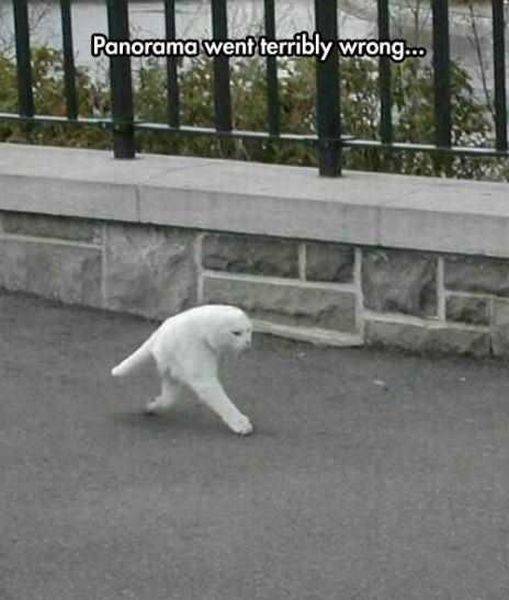 Content Image