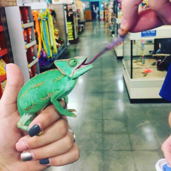 Content Image