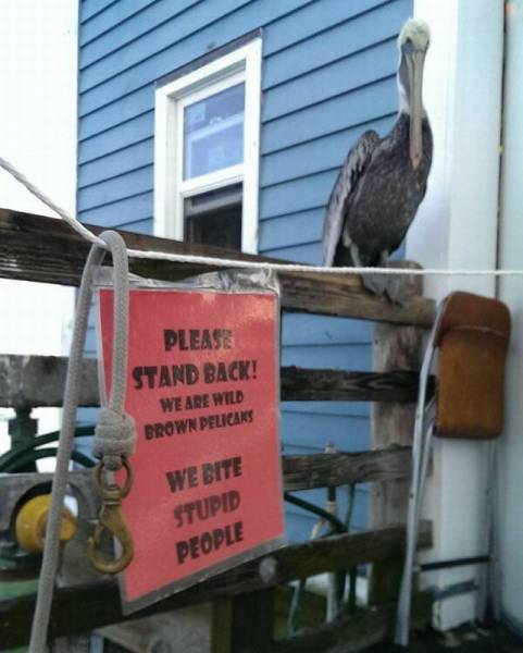 Content Image