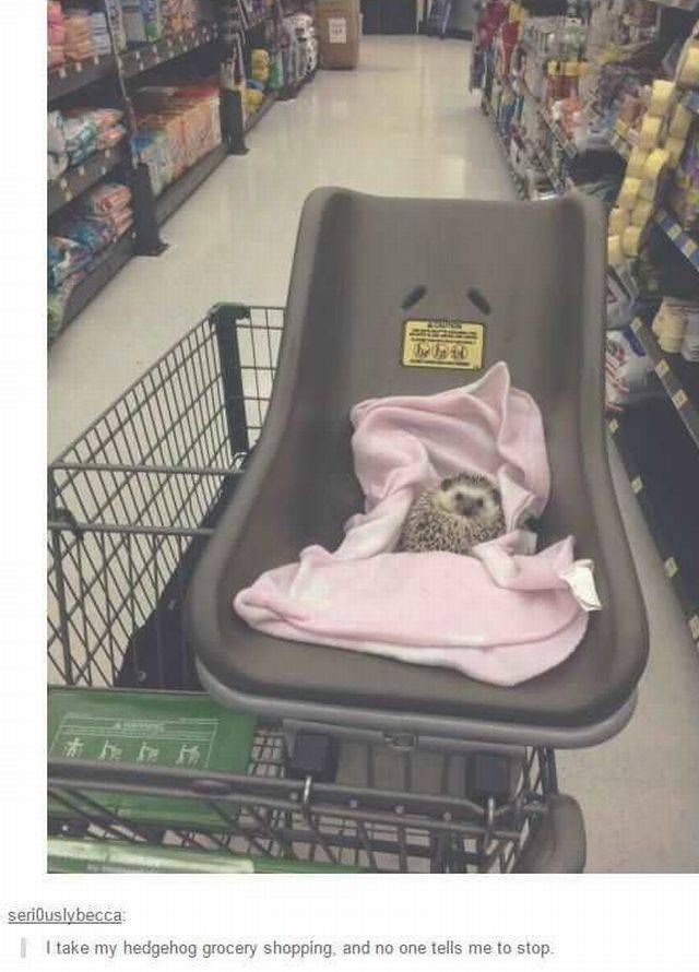 Daily Picdump