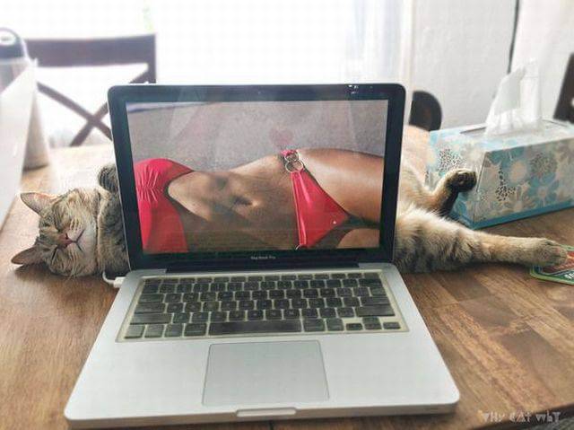 Content Image