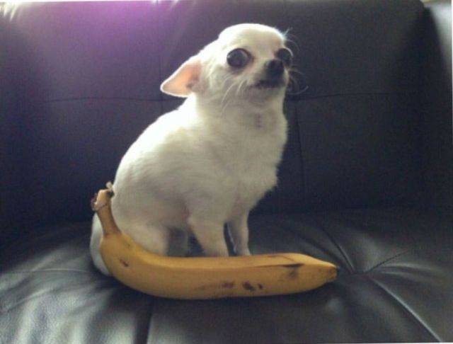 Funny Picdump