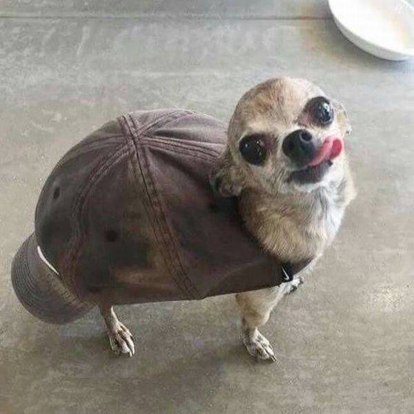 Funny Picdump