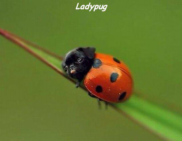 Content Image
