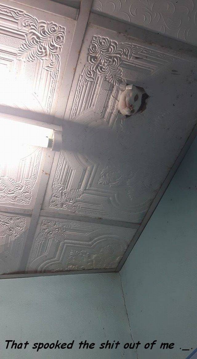 Funny Picdump