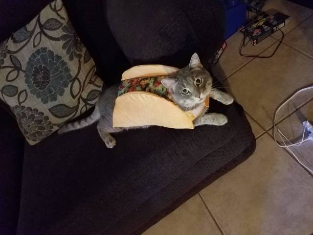 Content Image
