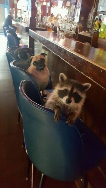 Morning Picdump