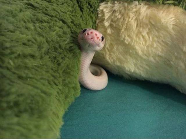 Content Image