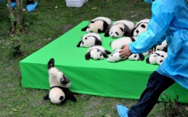 Daily Picdump