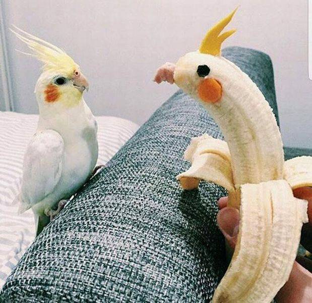 Content Image