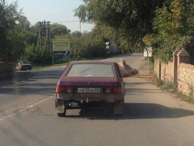 Content Image