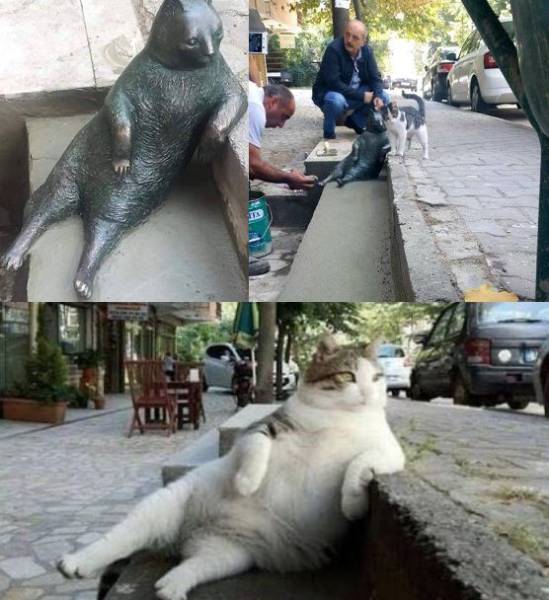 Content Image