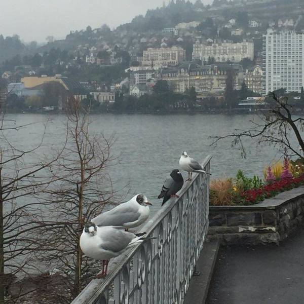 Content Image