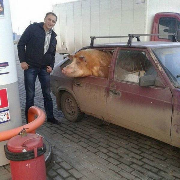 Content Image