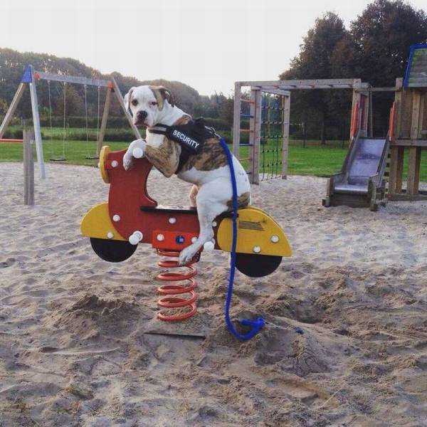 Content Image