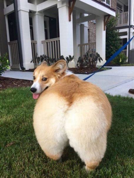 Content Image