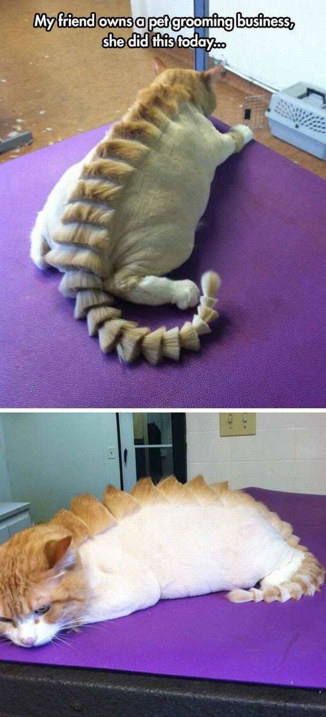 Content Image