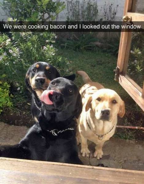 Daily Picdump