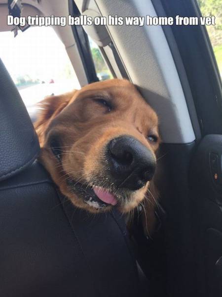 Daily Picdump