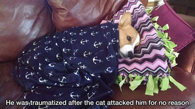Content Image