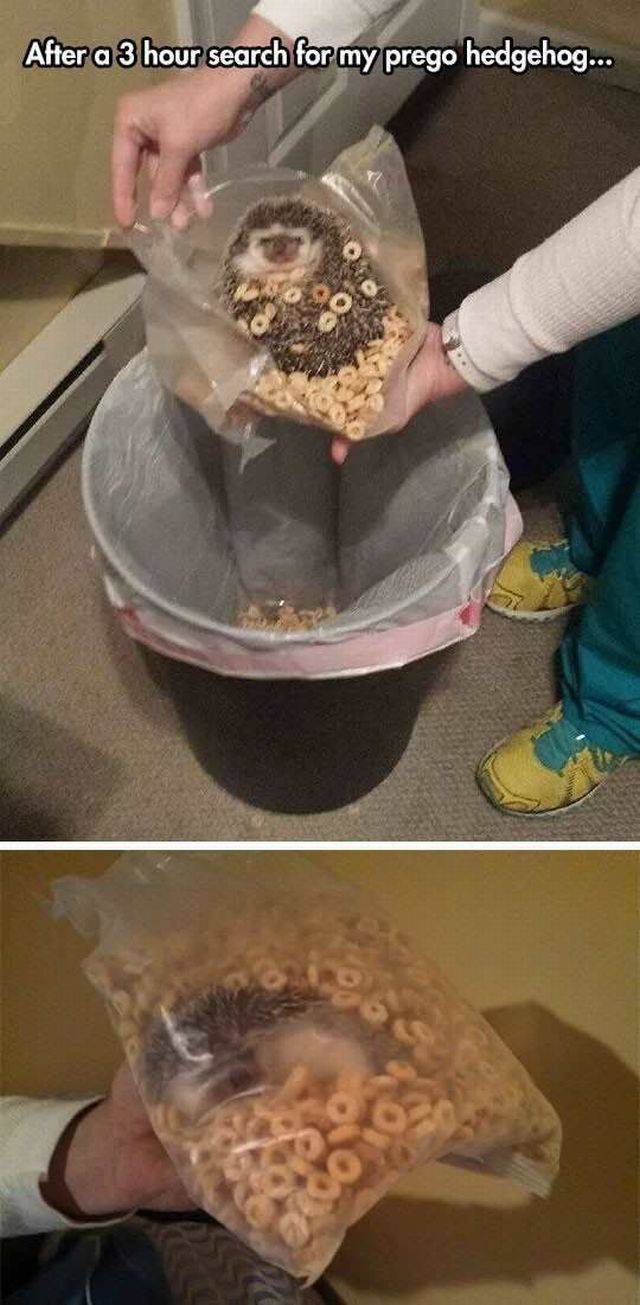 Content Image