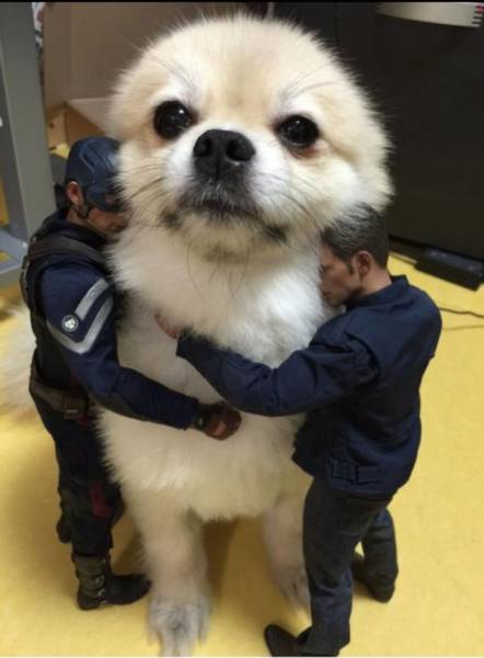 Funny Picdump