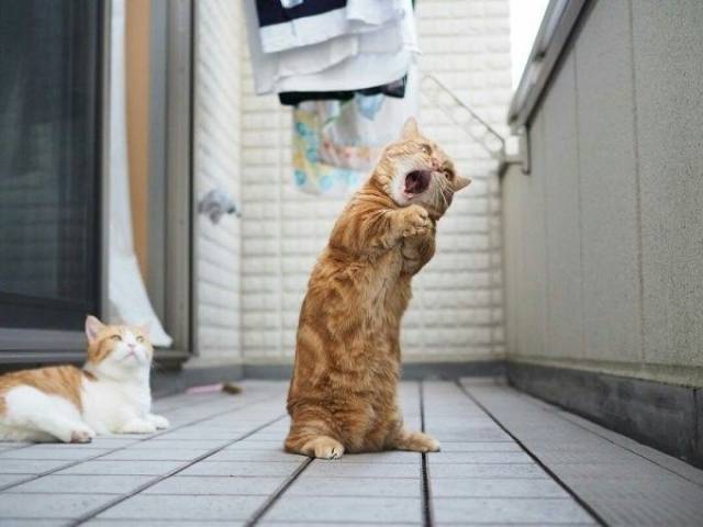 Daily Picdump