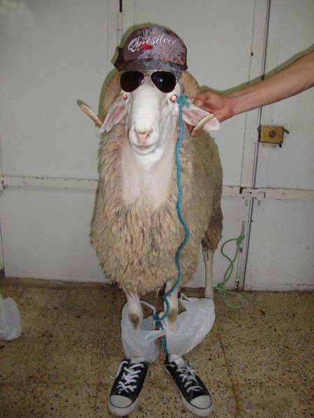 Content Image