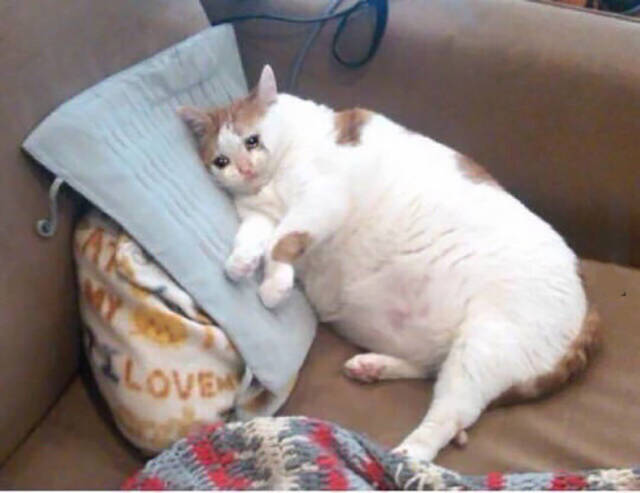 Content Image