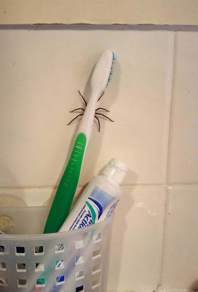 Content Image