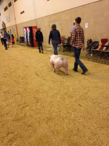Daily Picdump