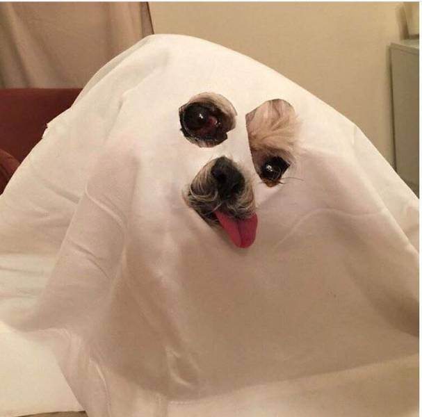 Content Image