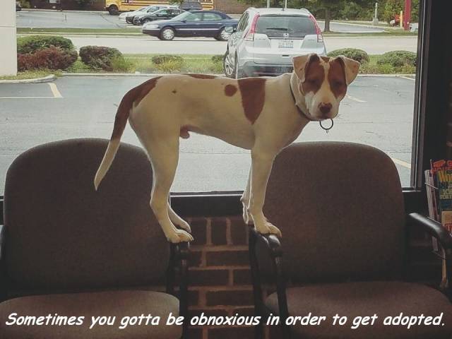Content Image