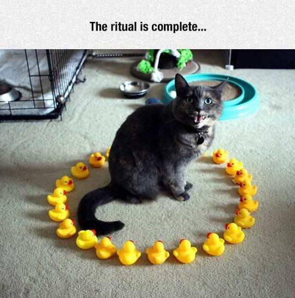 Content Image