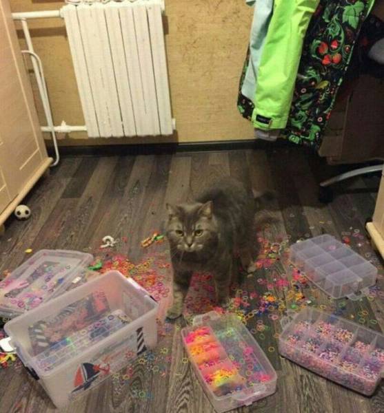Content Image