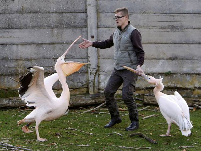 Content Image