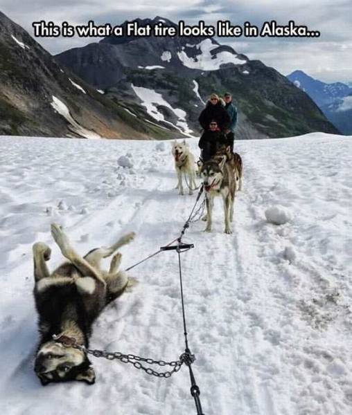 Daily Picdump