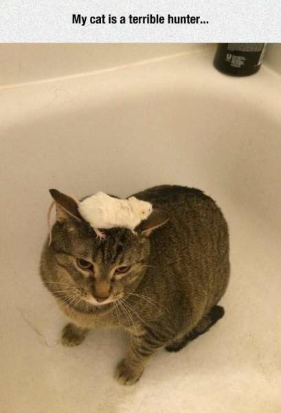 Daily Picdump