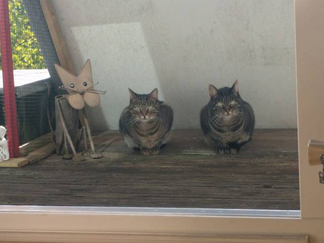 Content Image