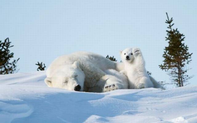 Content Image
